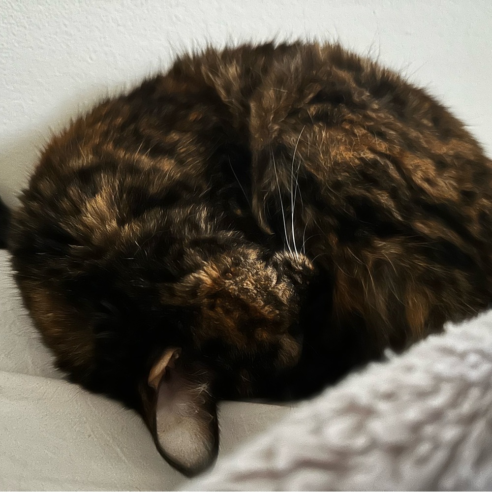 Meet your Posher, Ace